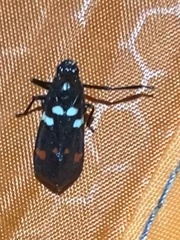 Callitettix versicolor