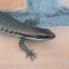 Trachylepis polytropis