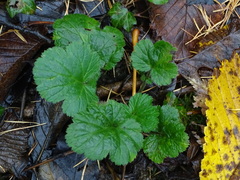 Geum macrophyllum