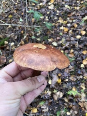 Tricholoma fulvum