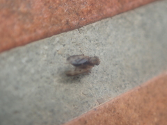 Opomyza germinationis