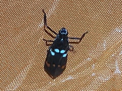 Callitettix versicolor