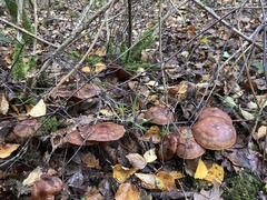 Tricholoma fulvum