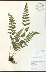 Cystopteris laurentiana