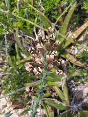 Gasteria acinacifolia