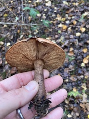 Tricholoma fulvum