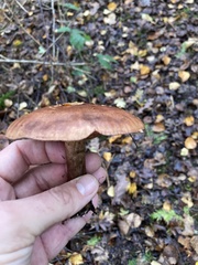 Tricholoma fulvum