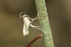 Strepsinoma