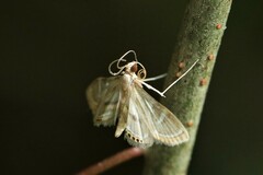 Strepsinoma