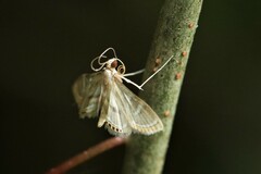 Strepsinoma