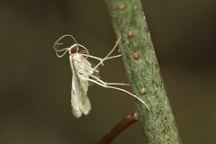 Strepsinoma