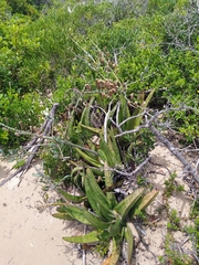 Gasteria acinacifolia