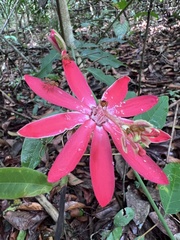 Passiflora glandulosa