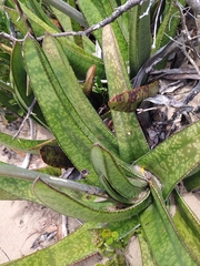 Gasteria acinacifolia