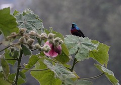 Cinnyris erythrocercus