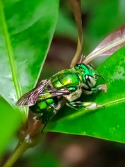 Euglossini