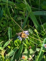 Palpada pusilla