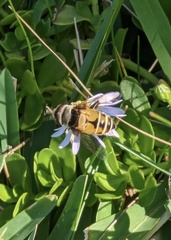 Palpada pusilla