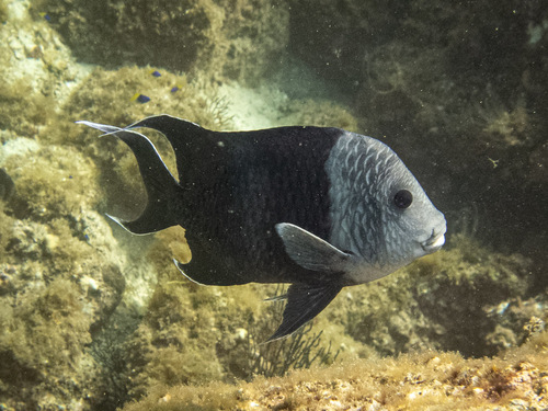 Giant damselfish (Microspathodon dorsalis) — Pomacentridae