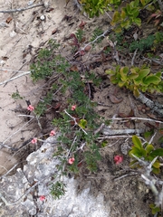 Indigofera verrucosa