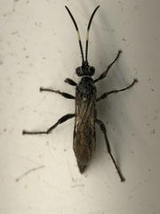 Coelichneumon eximius
