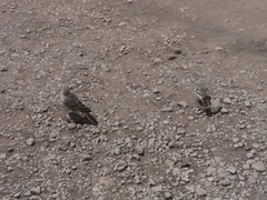 Histurgops ruficauda