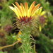 Mountain Snakethistle - Photo (c) Gigi Laidler, some rights reserved (CC BY-NC), uploaded by Gigi Laidler