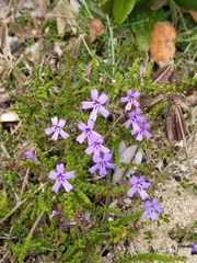 Jamesbrittenia microphylla