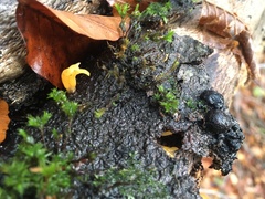 Calocera cornea