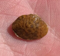 Truncilla donaciformis