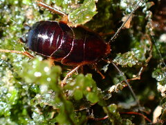 Blaberoidea