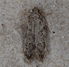 Gelechiidae