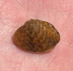 Truncilla donaciformis