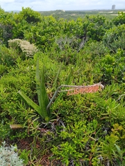 Gasteria acinacifolia