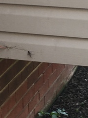 Acanthocephala declivis