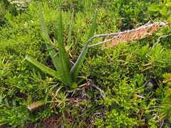 Gasteria acinacifolia