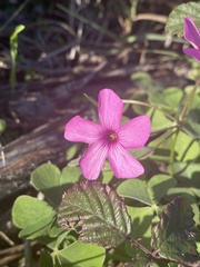 Oxalis articulata