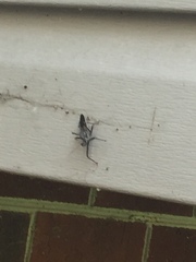 Acanthocephala declivis