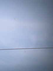 Charadrius vociferus