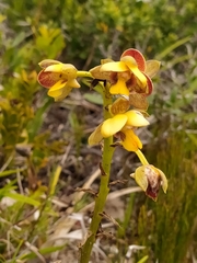 Eulophia parviflora