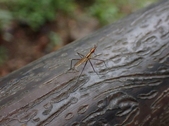 Telostylinus lineolatus