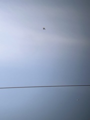 Charadrius vociferus