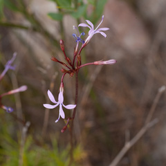 Prismatocarpus diffusus