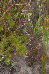 Prismatocarpus diffusus