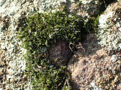 Racomitrium heterostichum