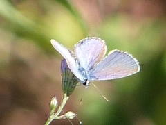 Hemiargus ceraunus