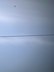 Charadrius vociferus