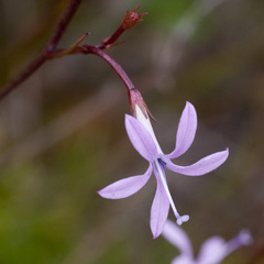 Prismatocarpus diffusus