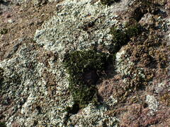 Racomitrium heterostichum