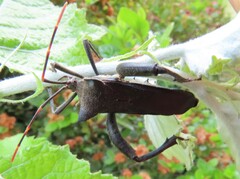 Elasmopoda